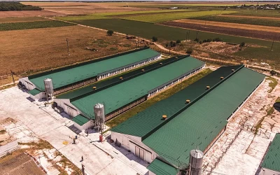 Ferme de gaini ouatoare si pui de carne