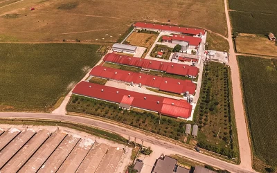 Ferme de gaini ouatoare si pui de carne